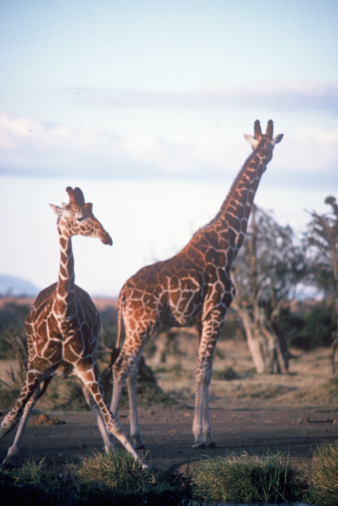 A couple of giraffe standing on top of a dirt field