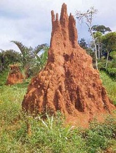 An Ant Hill