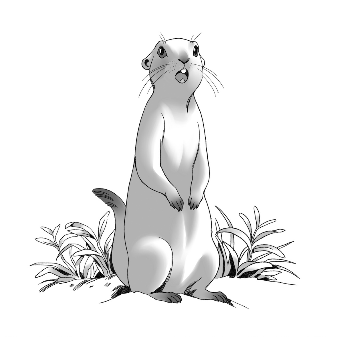 Stand Up and Whistle Illustration 3 Prairie Dog