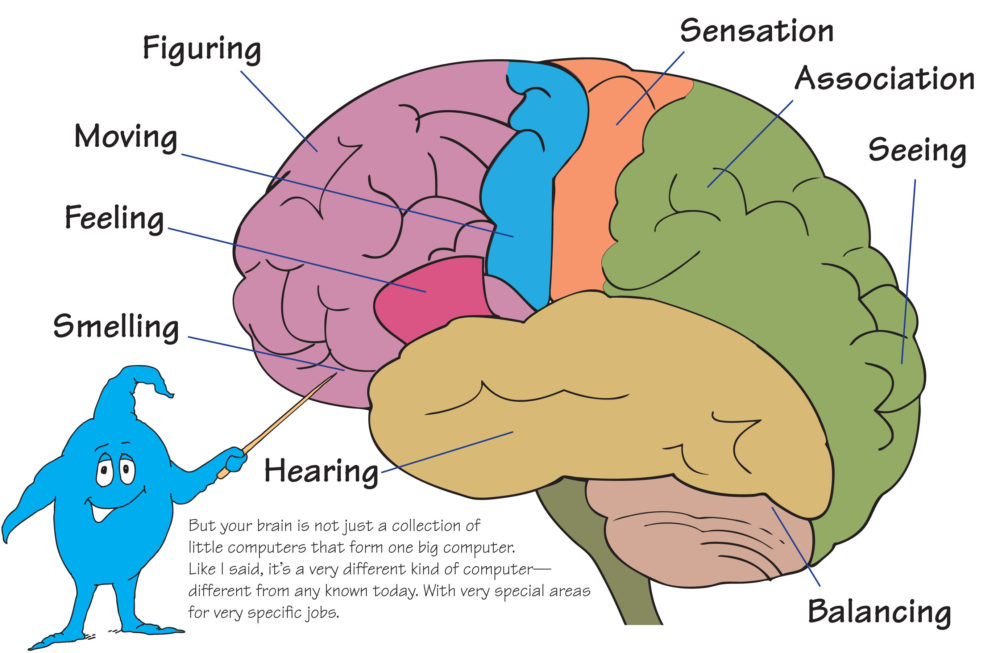 Diagram Of The Brain For Kids Diagram Media