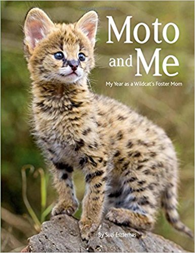 Moto and Me- My Year as a Wildcat's Foster Mom