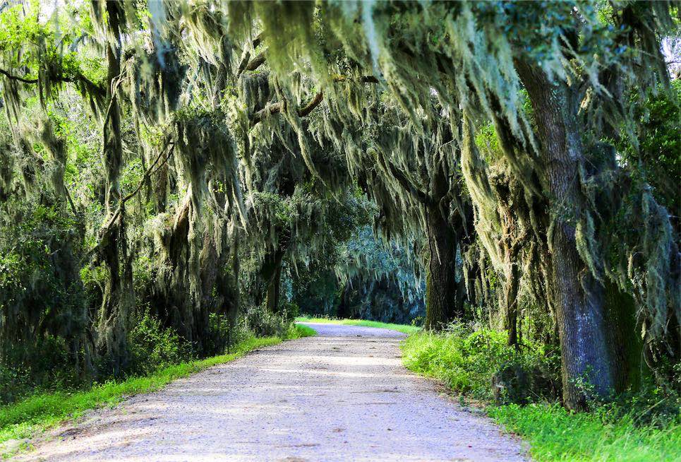 bigstock-Road-With-Trees-Overhanging-Wi-113596121