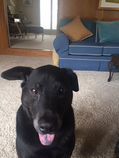 Sue Gallion's black lab