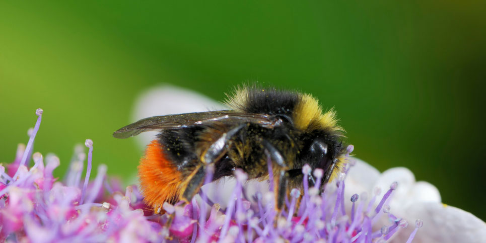 Bumble-Bees-Buzzing-Beautiful-Beneficial-Big-Bees-Book-Review
