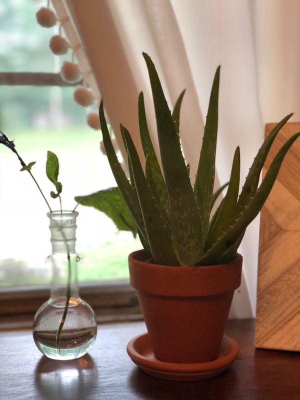 Lindsay-Ward-aloe-vera-plant